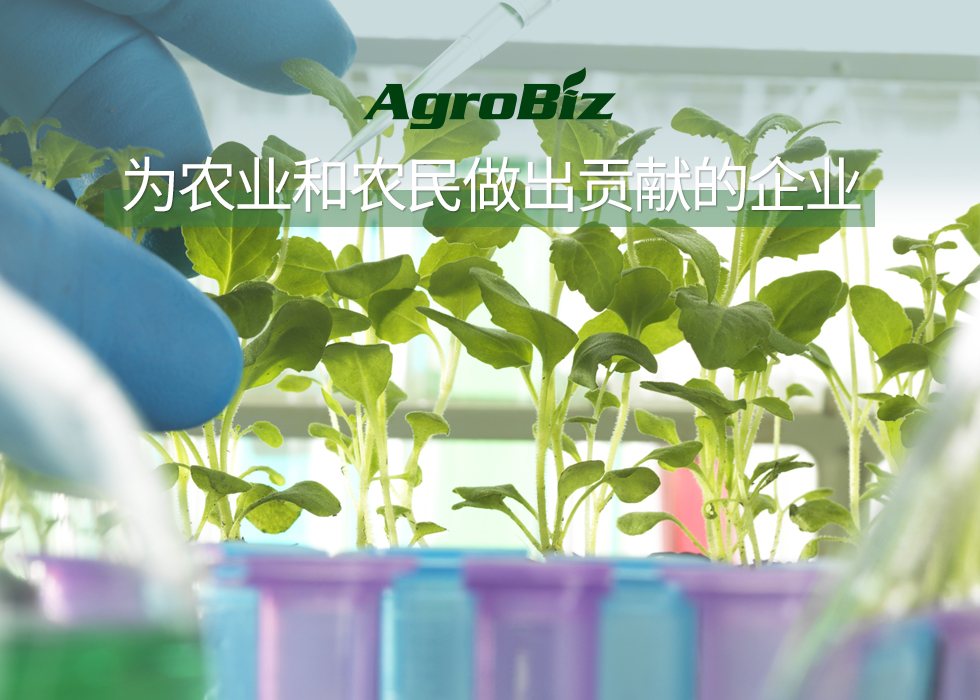 모바일 중문비주얼2